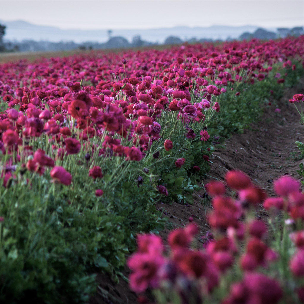 Ranunculus - Tecolote Purple