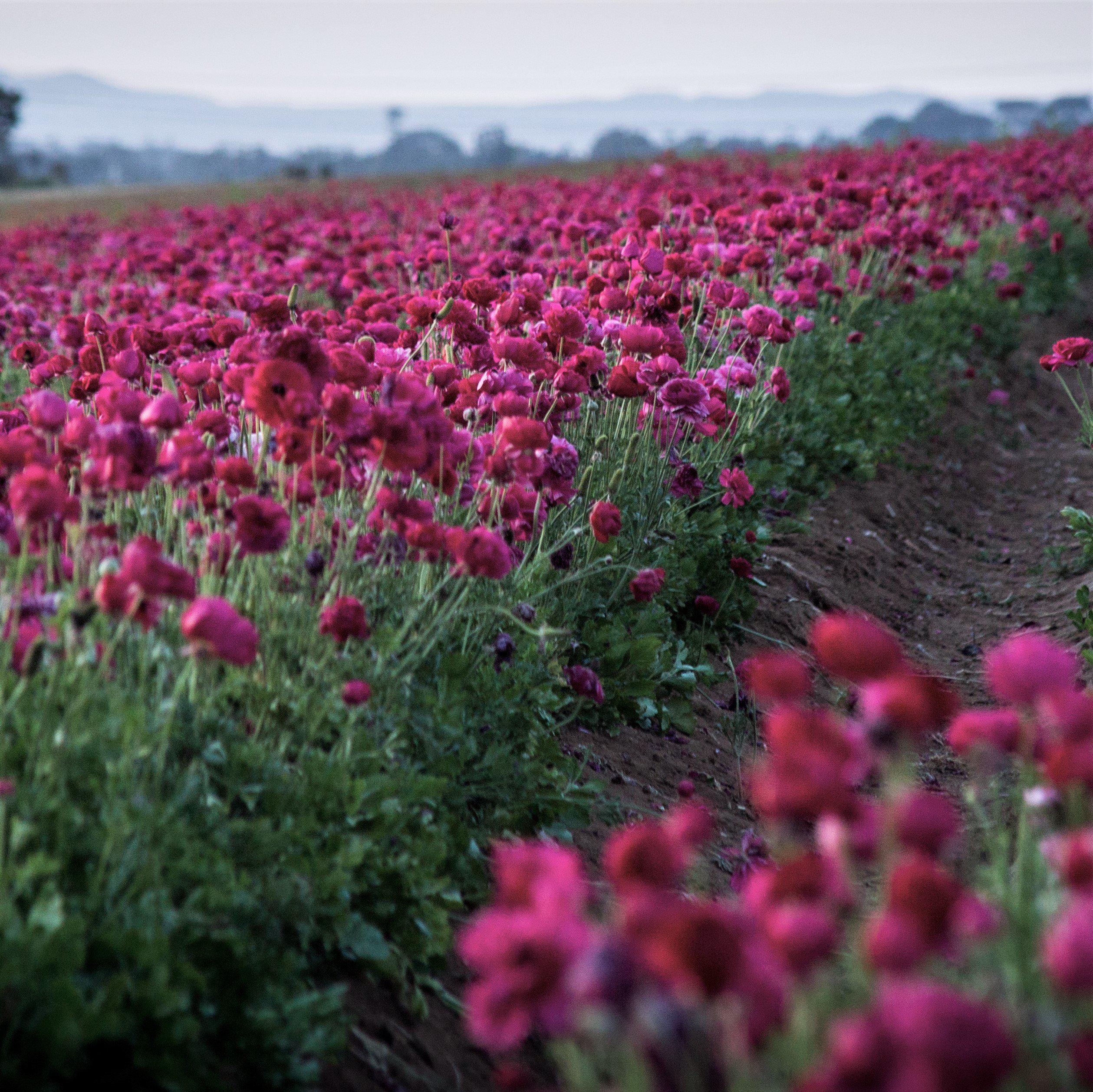 Ranunculus - Tecolote Purple