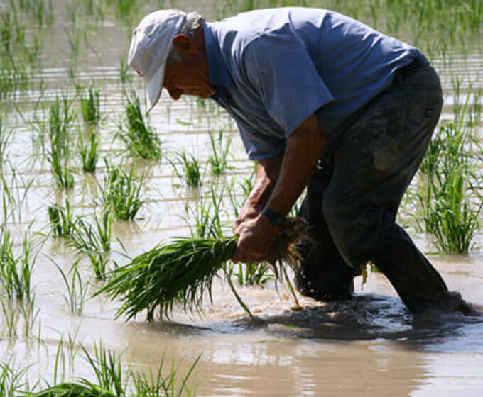 DOP Calasparra Rice