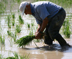 DOP Calasparra Rice