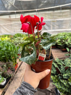 Cyclamen 'Red'