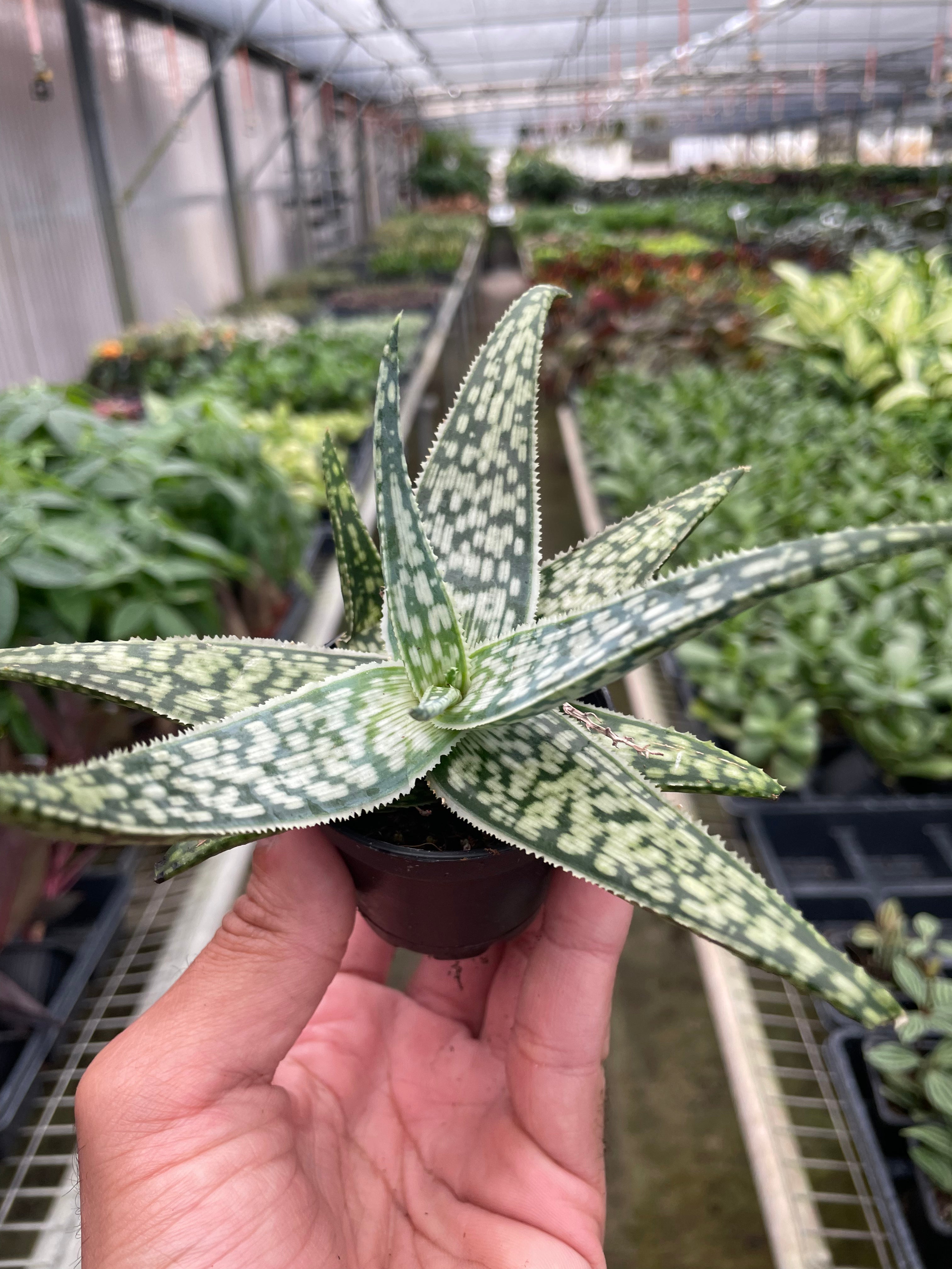 Aloe White Fox