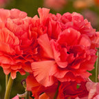Ranunculus - Tecolote Rose