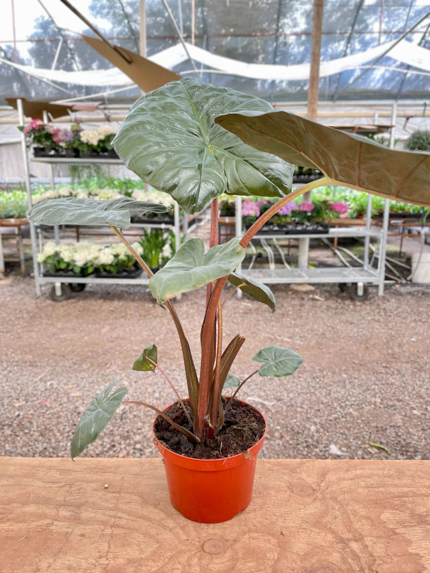 Alocasia Regal Shield