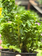 Fern 'Emina'