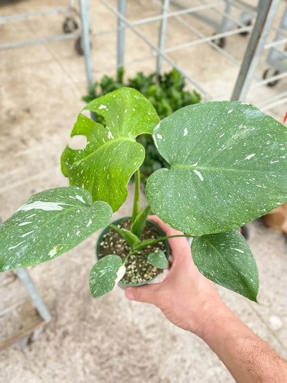 Variegated Thai Constellation Monstera