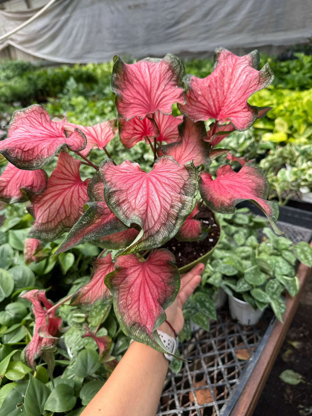 Caladium Red Flash