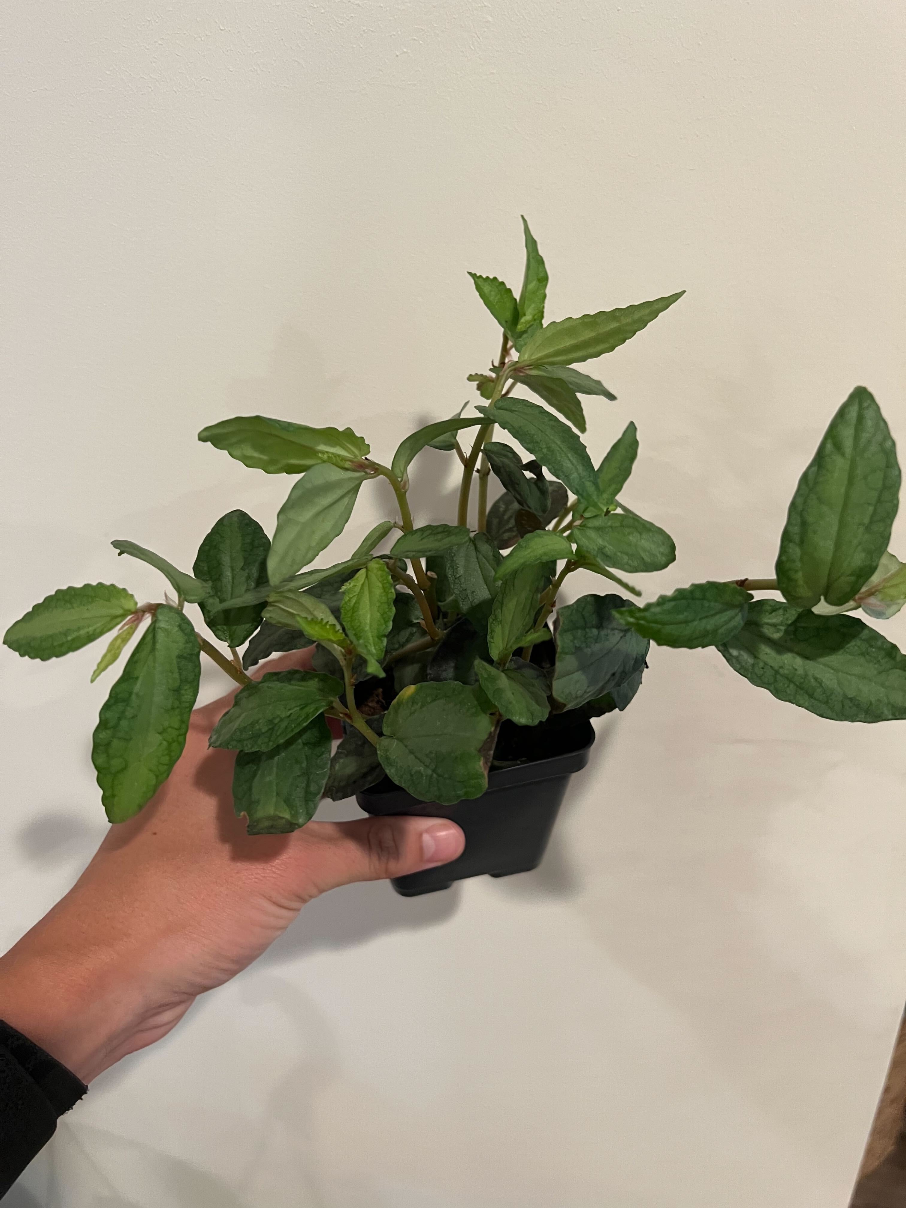 Pellionia Daveanna - 4" Pot