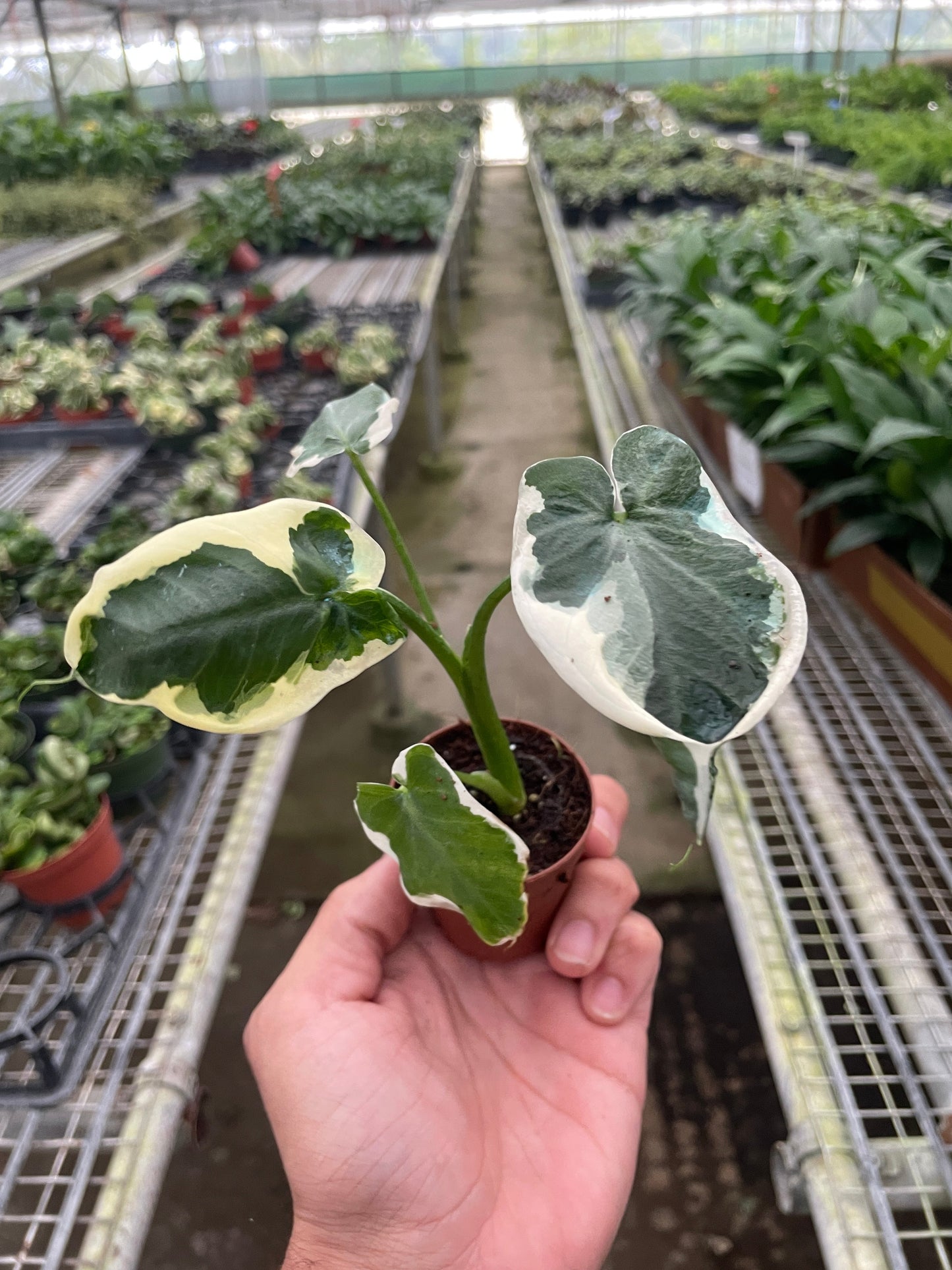 Alocasia Mickey Mouse - Alocasia Xanthosoma Variegata