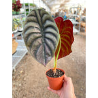 Alocasia 'Red Secret'