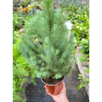 Blue Pine Trees