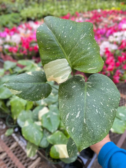 Variegated Thai Constellation Monstera