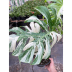 Monstera 'Albo Borsigiana Variegated'