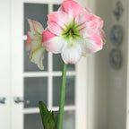 Amaryllis - Apple Blossom
