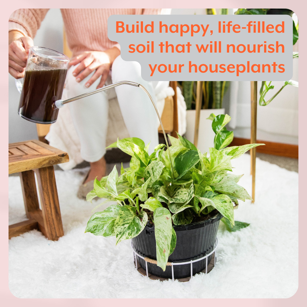 The Revive Bundle (Plant ProBiotics + Natural Pest Control) for HOUSEPLANTS