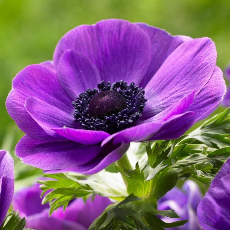 Italian Anemone - Mistral Plus Grape