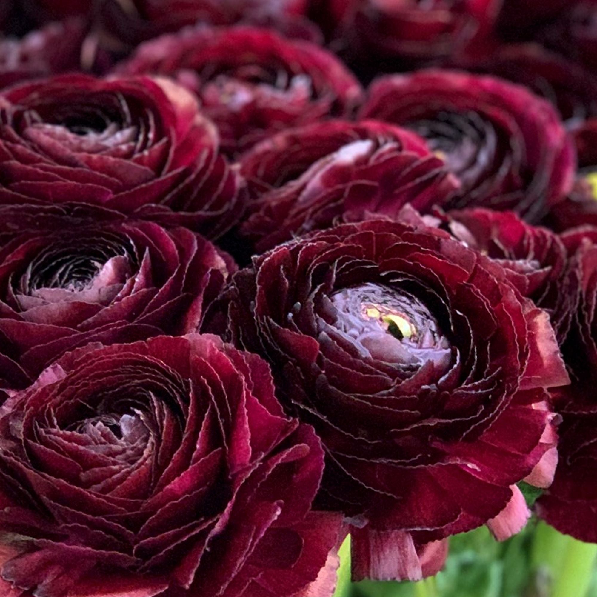 Italian Ranunculus - Cloni Success Nerone