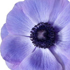 Italian Anemone - Mistral Plus Blu