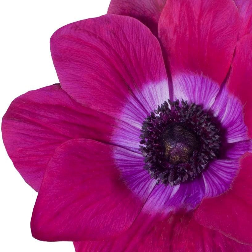 Italian Anemone - Mistral Magenta
