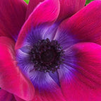 Italian Anemone - Mistral Magenta