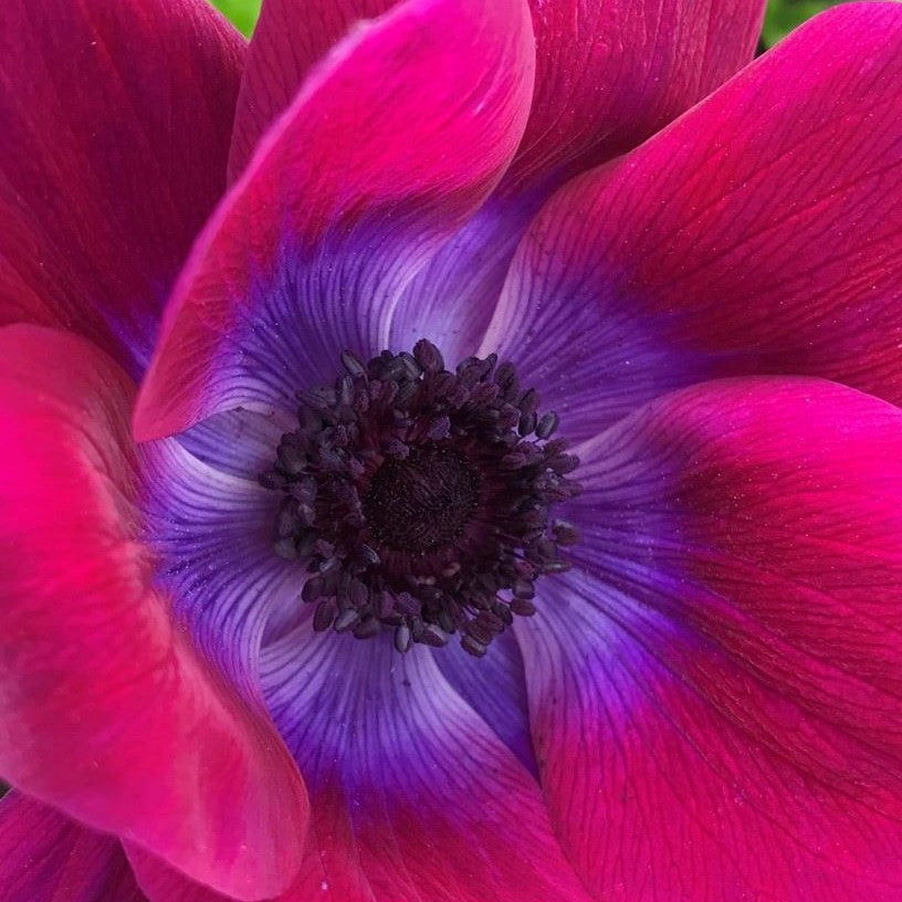 Italian Anemone - Mistral Magenta