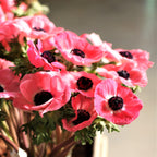 Italian Anemone - Mistral Plus Rosa Shocking