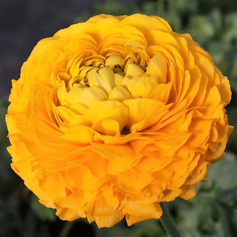 Italian Ranunculus - Elegance Giallo