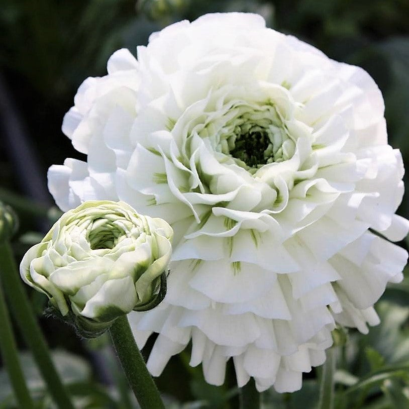 Italian Ranunculus - Cloni Pon Pon Igloo