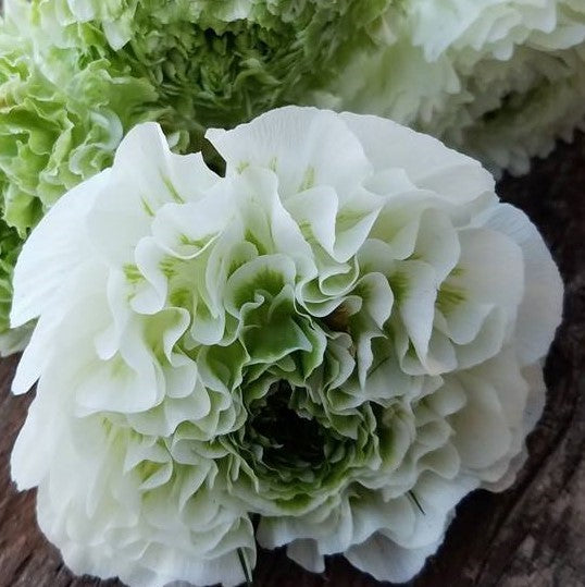 Italian Ranunculus - Cloni Pon Pon Igloo