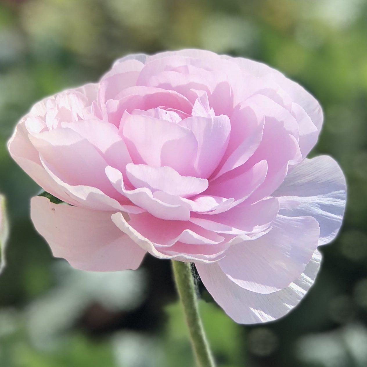 Italian Ranunculus - Cloni Success Hanoi