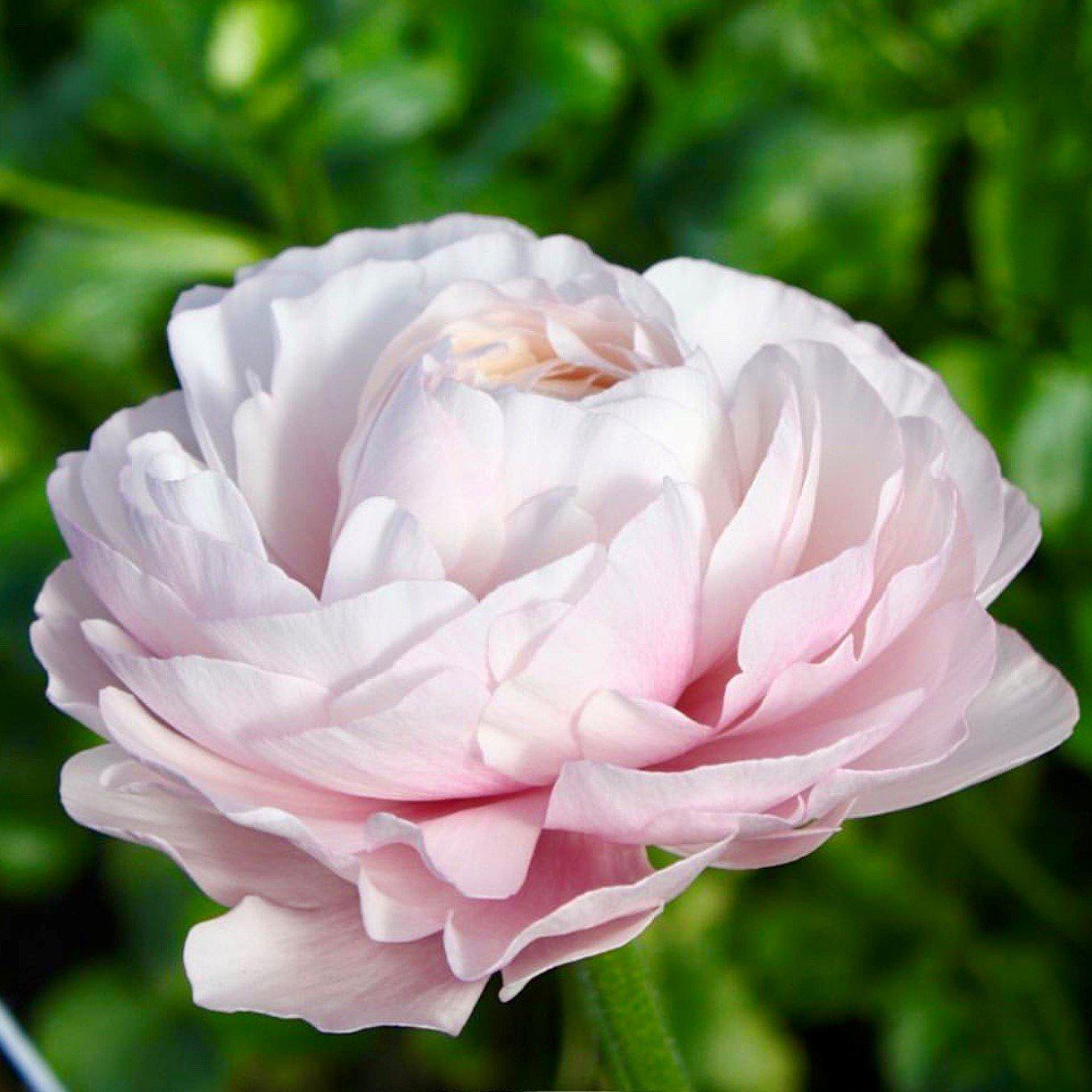 Italian Ranunculus - Cloni Success Hanoi