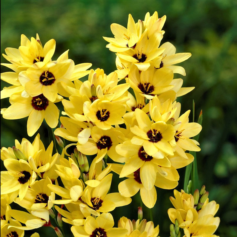 Ixia - Yellow Emperor