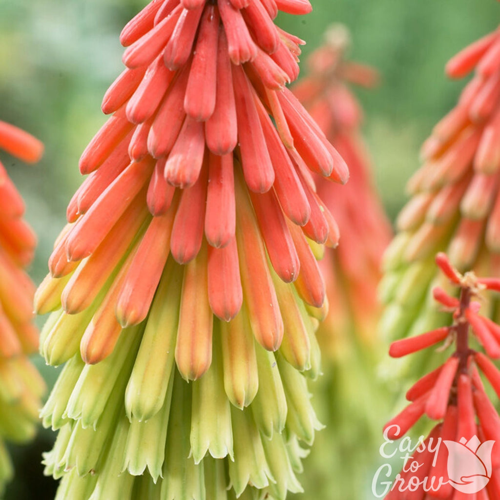 Kniphofia - Traffic Lights