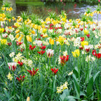 Fritillaria - Crown Imperial Yellow