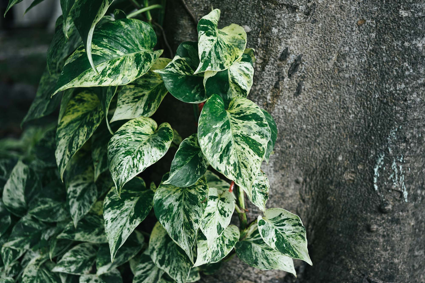 Marble Queen Pothos - Epipremnum Aureum Marble Queen