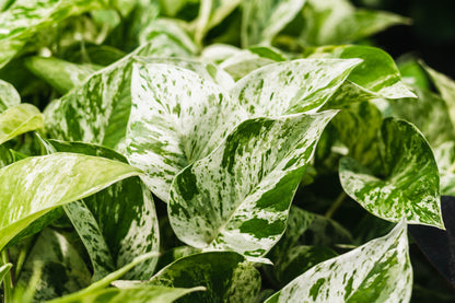 Marble Queen Pothos - Epipremnum Aureum Marble Queen