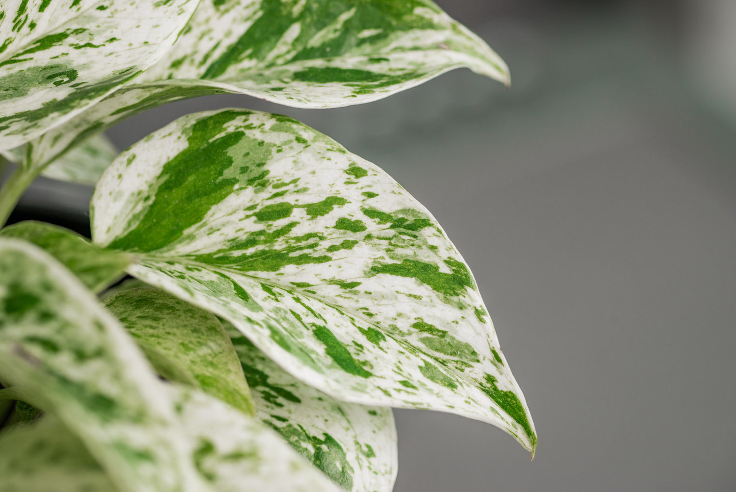 Marble Queen Pothos - Epipremnum Aureum Marble Queen