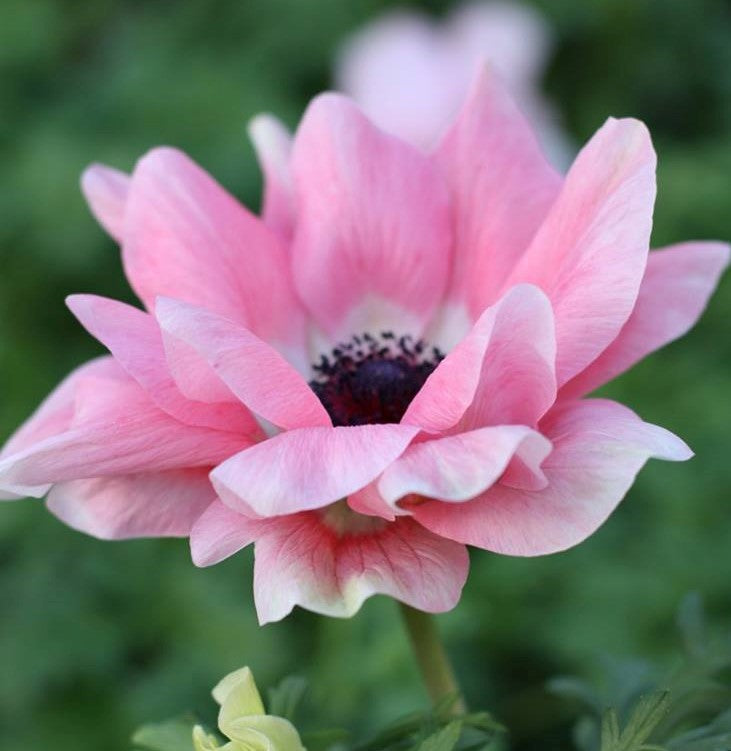 Italian Anemone - Mistral Rosa Chiaro