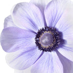 Italian Anemone - Mistral Plus Azzurro