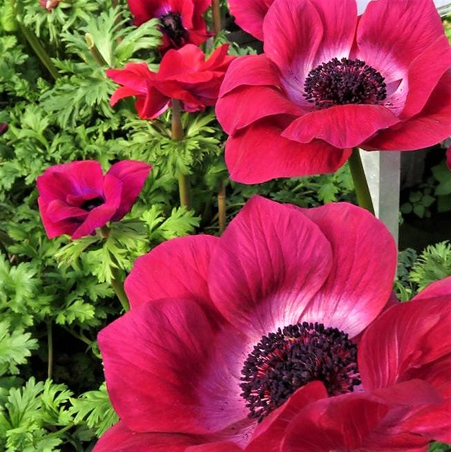 Italian Anemone - Mistral Magenta