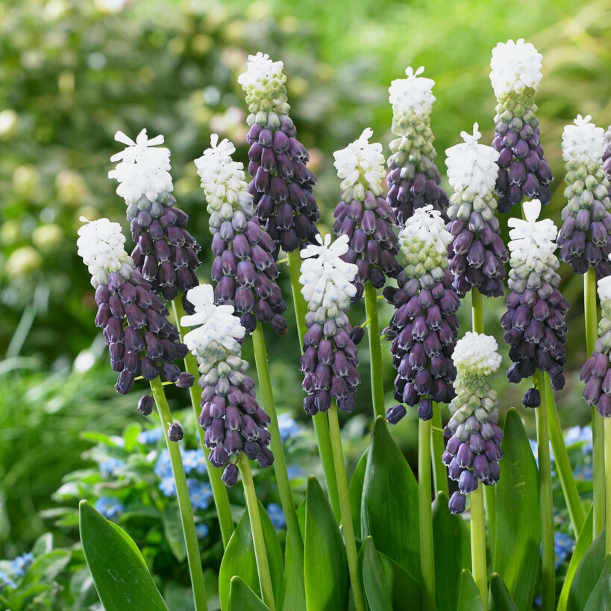 Muscari - Grape Hyacinth Grape Ice