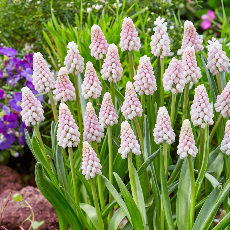 Muscari - Grape Hyacinth Pink Surprise