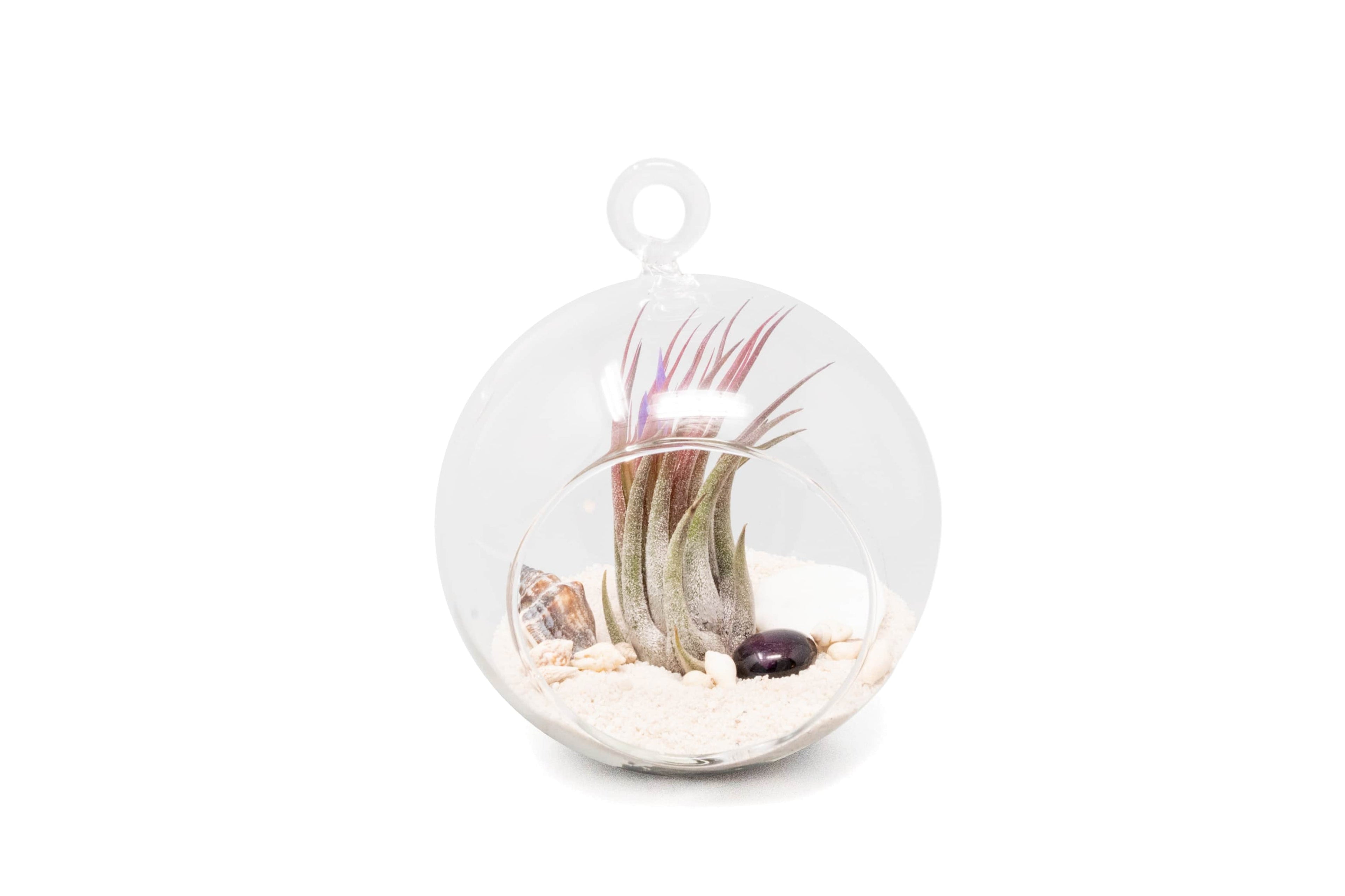 Beach Terrarium in Flat Bottom Globe with White Sand and Tillandsia Ionantha