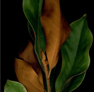 Black Pumpkin & Mystic Leaves