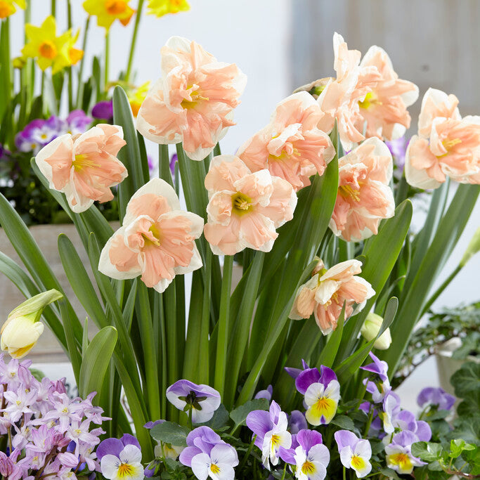 Narcissus - Daffodil Apricot Whirl