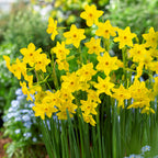 Narcissus - Daffodil Baby Boomer