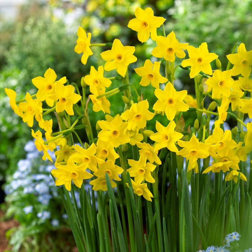 Narcissus - Daffodil Baby Boomer