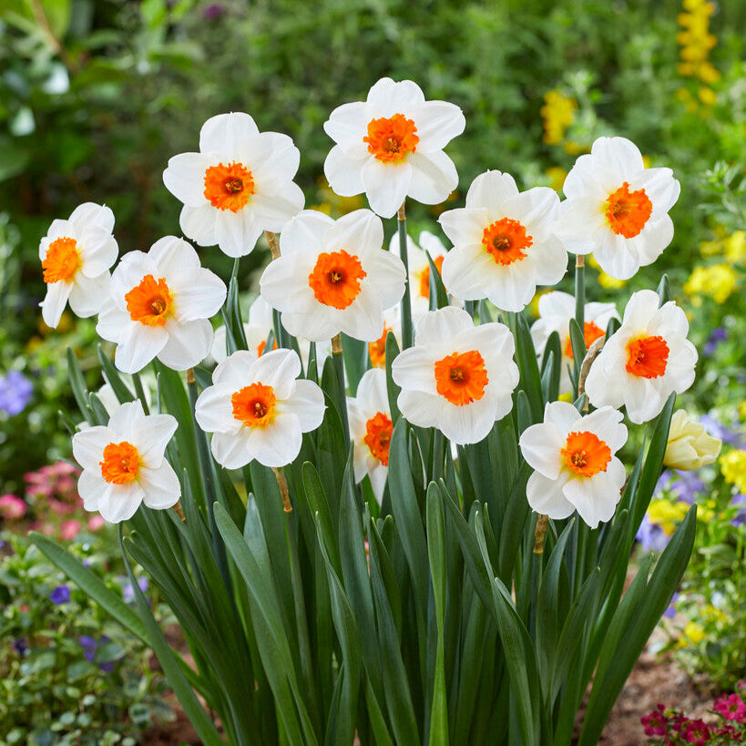 Narcissus - Daffodil Barrett Browning