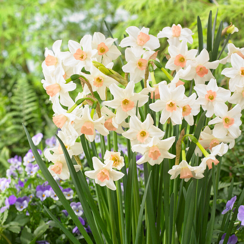 Narcissus - Daffodil Bell Song