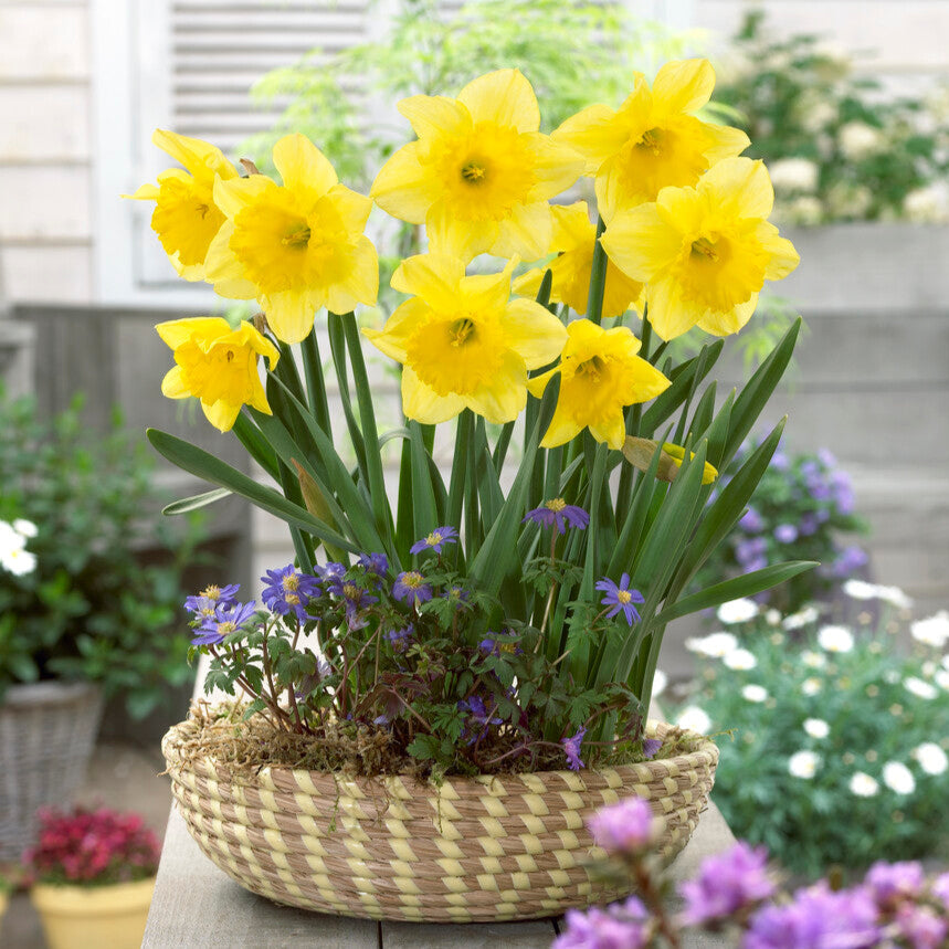 Narcissus - Daffodil Carlton